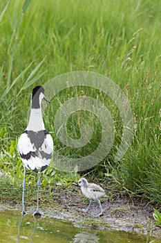 Pied Avocets with baby chick photo
