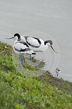 Pied Avocets with baby chick photo