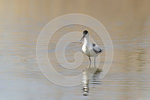 Pied avocets   Recurvirostra avosetta.