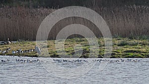 Pied Avocets, Recurvirostra Avosetta, Black-Capped Avocet, Eurasian Avocet in Marshland