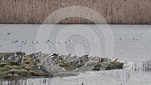 Pied Avocets, Recurvirostra Avosetta, Black-Capped Avocet, Eurasian Avocet in Marshland