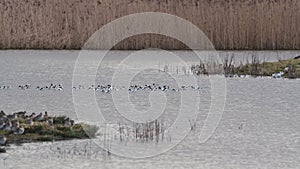 Pied Avocets, Recurvirostra Avosetta, Black-Capped Avocet, Eurasian Avocet in Marshland