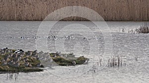 Pied Avocets, Recurvirostra Avosetta, Black-Capped Avocet, Eurasian Avocet in Marshland