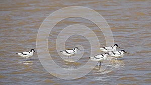 Pied Avocets Resting