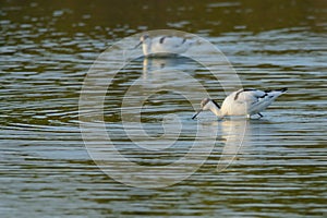 Pied avocets in Taiwan