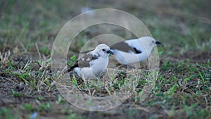 Pied Babbler ( Turdoides bicolor) Marakele National Park, South Africa