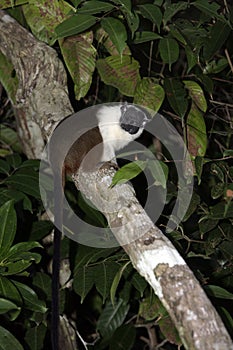 Pied bare-faced tamarin, Saguinis bicolour bicolour,