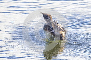 Pied-bill Grebe Bathing