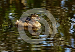 Pied-billed Grebe