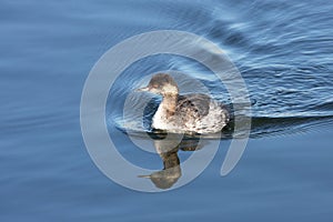 Pied-billed Grebe