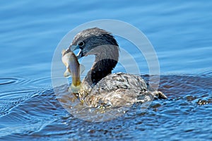 Pied-Billed Grebe