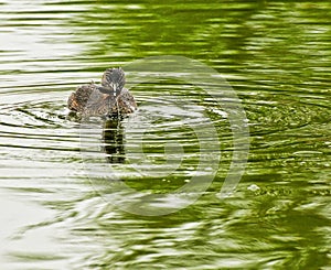 Pied-Billed Grebe
