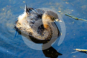 Pied Billed Grebe