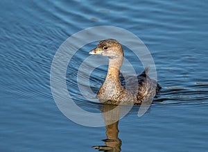 Pied-billed Grebe