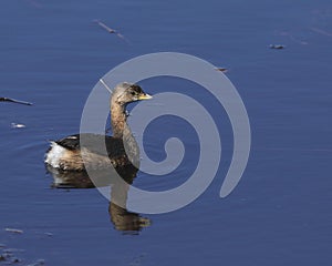 Pied-Billed Grebe