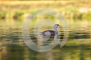 Pied-billed grebe american dabchick, swimming in pond