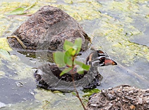 Pied-billed Grebe baby