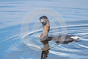 Pied-billed grebe bird in the lake photo