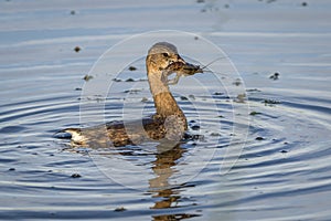 Pied-billed Grebe Catching a Crayfish - Florida