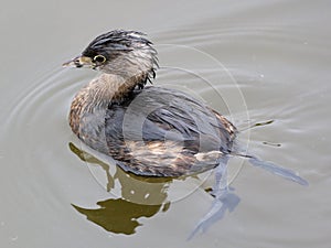 Pied-billed Grebe with Feet Visible