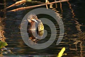 Pied billed grebe with fish