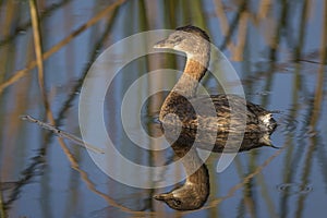 Pied-billed Grebe - Florida