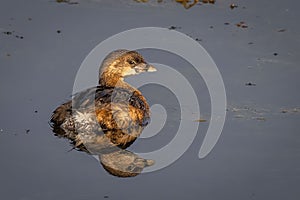 Pied-billed grebe is gracefully swimming in a tranquil body of water, gazing directly at the camera