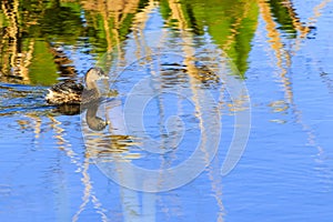 Pied Billed Grebe at Green Cay Wetlands