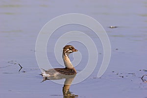 Pied-billed Grebe Immature     708890