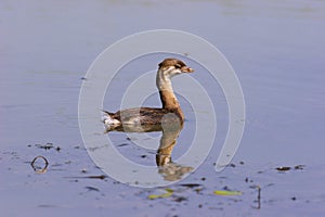 Pied-billed Grebe Immature     708893