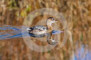 Pied-billed grebe perfectly reflected in golden wetland waters