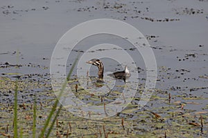 The Pied-billed grebe Podilymbus podiceps