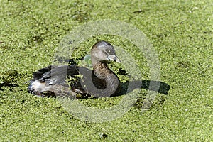 Pied-billed grebe, podilymbus podiceps