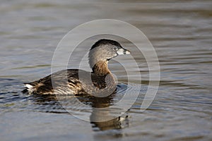 Pied-billed grebe, Podilymbus podiceps