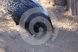 African crested Porcupine (Hystrix cristata) (1) photo
