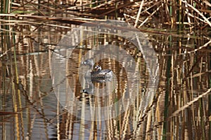 Pied-billed grebe Podilymbus podiceps 3 photo