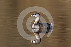 Pied-Billed Grebe photo