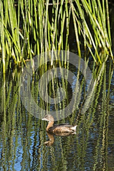 Pied-billed grebe in the reeds