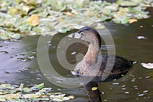 Pied Billed Grebe in south Florida