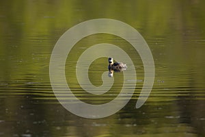 Pied-billed grebe in spring plumage staring with startled look while floating in profile in lake