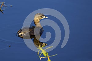 Pied-billed Grebe Sunlit