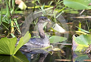 Pied billed Grebe swimming in bonnet lily pad swamp