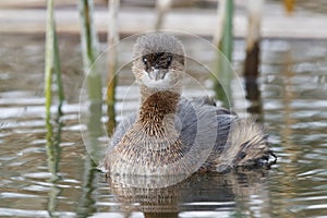 Pied-billed Grebe swimming in a cattail marsh - Florida