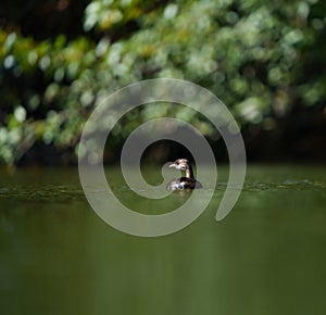 Pied-billed Grebe swimming in a lake