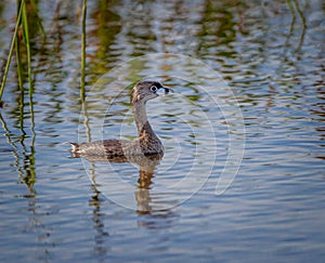 Pied billed grebe swims in ponds in Viera Beach sanctuary