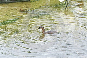 A Pied Billed Grebe in a Wetland