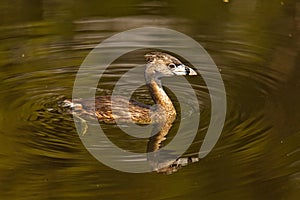 Pied-Billed Greebe causing a ripple in a pond