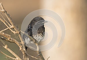 Pied bush chat sitting on the branches in morning light in wildlife aerea in Punjab Pakistan photo