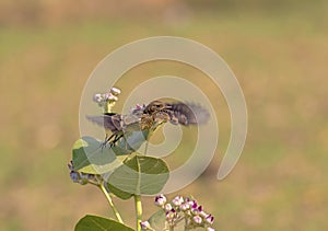 Pied bush chat taking off from flower  in morning light in wildlife aerea in Punjab Pakistan photo