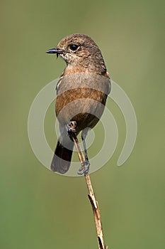 Pied Bushchat